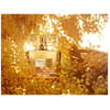 Givenchy Dahlia Divin Le Nectar edp 30ml