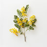 Acacia