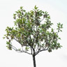 Almendro