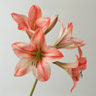 Amarilis