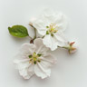 Flor de Manzano