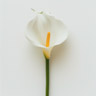 Lirio de Arum