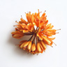 Flor de Ashoka