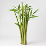 Bambú