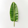 Hoja de Banana