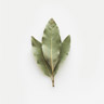 Hoja de Laurel