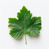 Hoja de grosella negra