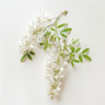 Acacia Negra