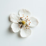 Flor de Zarzamora