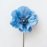 Amapola azul
