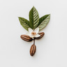 Flor de Cacao