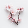 Flor de Cerezo