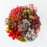 Arrecife de coral