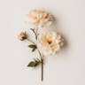 Flores cremosas