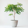 Árbol de curry