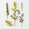 Genista