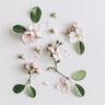 Notas Florales