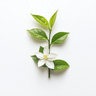 Flor de Té Verde