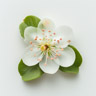 Flor de guayaba