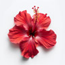 Hibisco