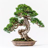 Madera de Hinoki