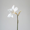 Flor Dama de Noche