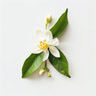 Flor de Limón
