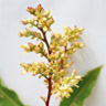 Flor de mango