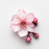 Flor de nectarina