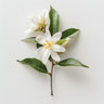 Neroli