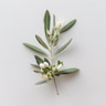 Flor de olivo
