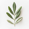 Hoja de Olivo