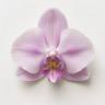 Orquídea