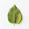 Hoja de pera