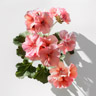 Pelargonio