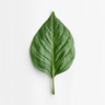 Hoja de Pimienta