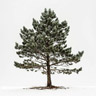 Árbol de Pino