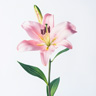 Lirio Rosa