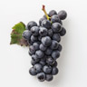 Uvas Pinot Noir
