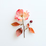Pomarose