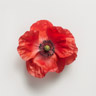 Amapola
