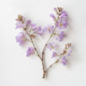 Árbol de la Princesa (Paulownia)