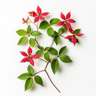 Rangoon Creeper