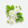 Flor de frambuesa