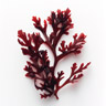 Alga roja