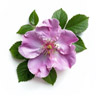 Rosa japonesa (Hamanasu)
