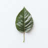 Hoja de Rosa