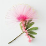 Flor de árbol de seda