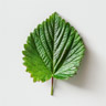 Hoja de Fresa