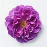 Rosa de Taif